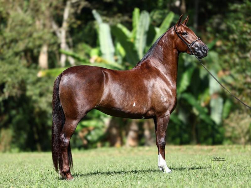 Haras de Campo Largo amplia histórico de títulos nacionais no Mangalarga Marchador