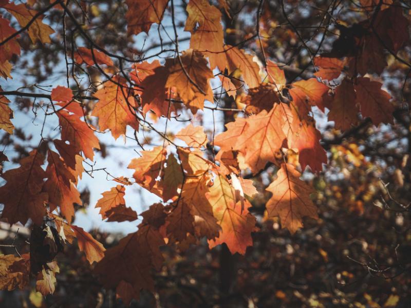 Saúde reforça importância de cuidados com doenças respiratórias típicas do outono
