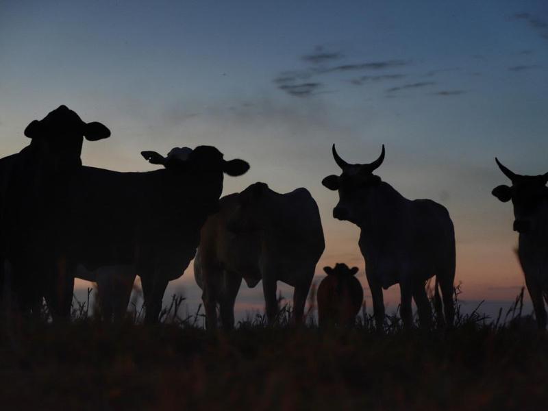 Valor Bruto da Produção Agropecuária do Paraná bate recorde e chega a R$ 213 bilhões em 2025