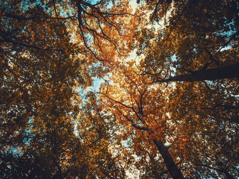 Outono começa na sexta com chuva acima da média e mais dias com amplitude térmica