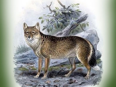 Mistério do ´´Lobo das Falklands´´