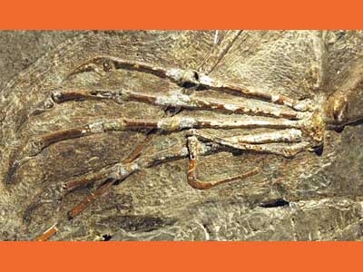 Descoberta de nove réptil voador