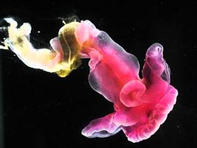 Cientistas descobrem criaturas bizarras
