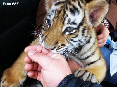 PRF e Ibama apreendem tigre transportado 