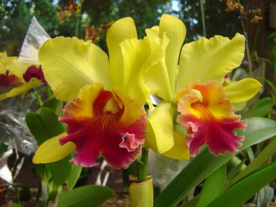 Orquídeas.