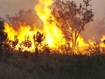 Incêndios em áreas protegidas sobem 275%