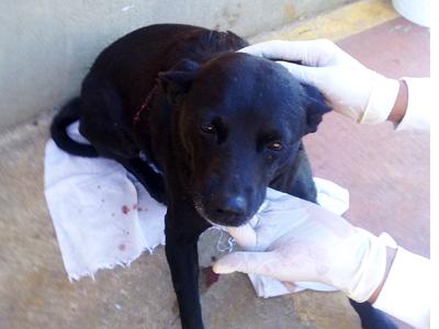 Crueldade com animais