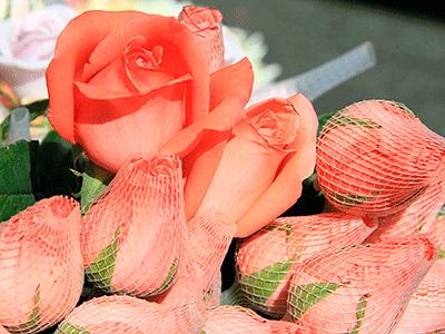 Dia das Mães 