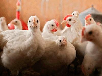 Exportação de frango
