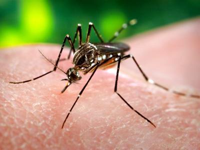 Dengue