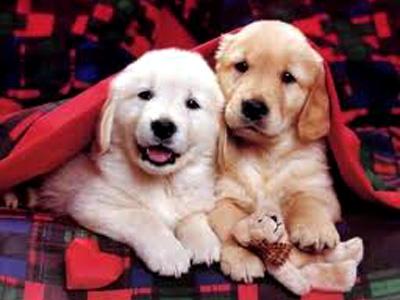 Animais