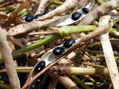 Agricultura