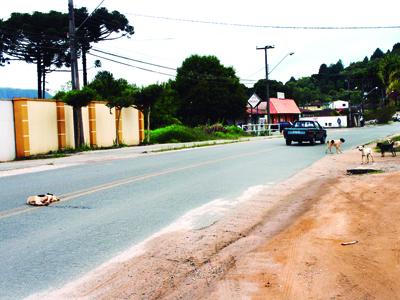 Muitas vezes não se vê solidariedade humana tão forte quanto a canina