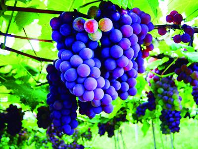 Uvas - Sabor nutritivo