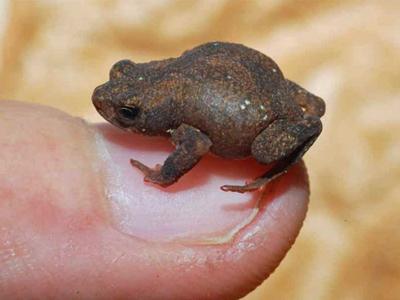 Minissapo