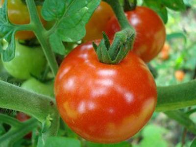 Tomate
