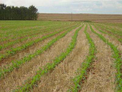 Agricultura