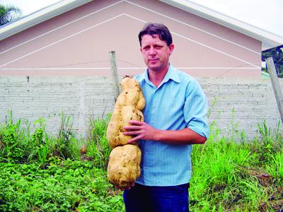 Batata gigante