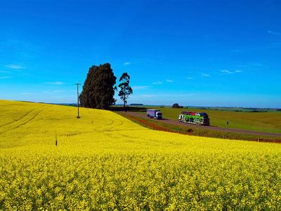 Canola