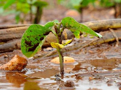 Dia Mundial da Água