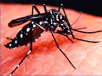 Dia D de Combate à dengue será comemorado em Campo Largo 