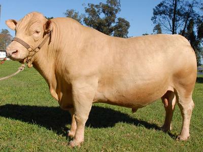 Agricultura