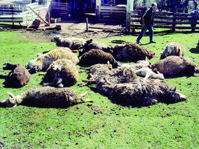 Cães atacam e matam carneiros em chácara de Balsa Nova