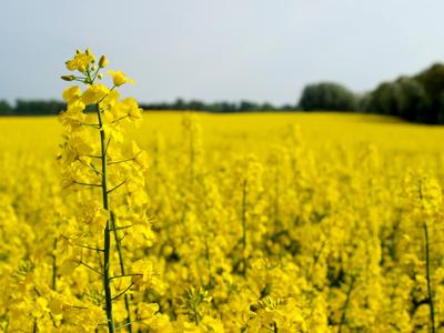 Canola