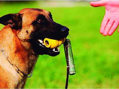 Cães de faro passam por  novo tipo de adestramento