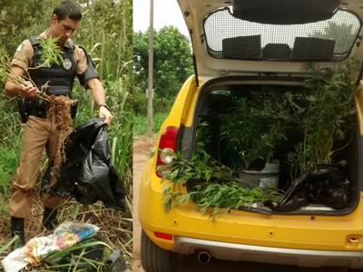 Tático da PM prende suspeito de cultivar Maconha