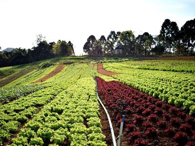 Da Horta Hortifruti