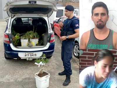 Equipe da GM apreende pés de maconha no centro