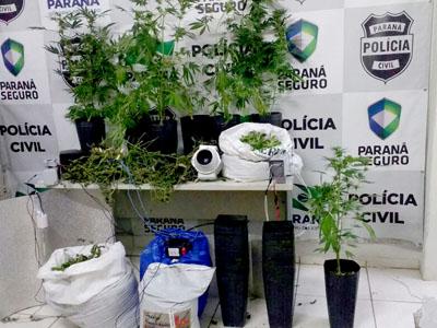 Polícia Civil descobre plantação clandestina de maconha no Cercadinho