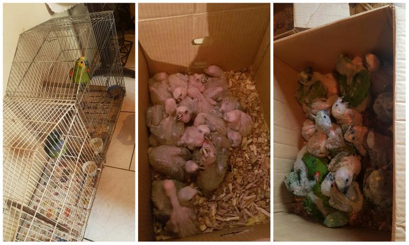 Polícia Ambiental apreende vários filhotes de aves no Miqueleto