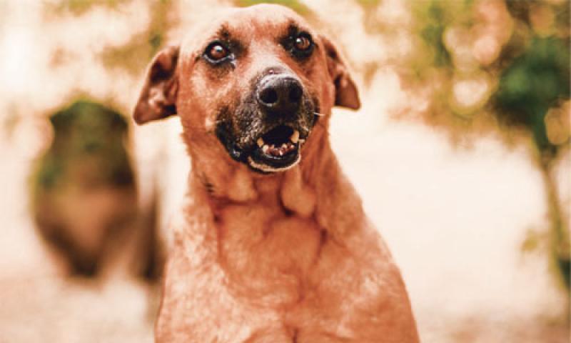 Crescente número de animais abandonados em Campo Largo desperta preocupação