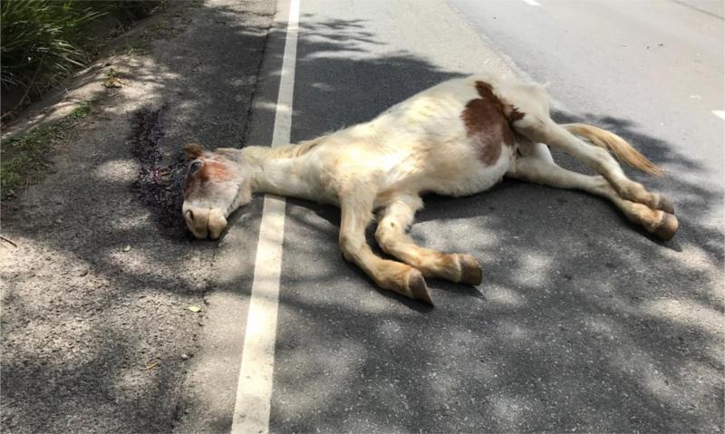 Cavalo morre ao ser atropelado por motocicleta na Estrada do Cerne