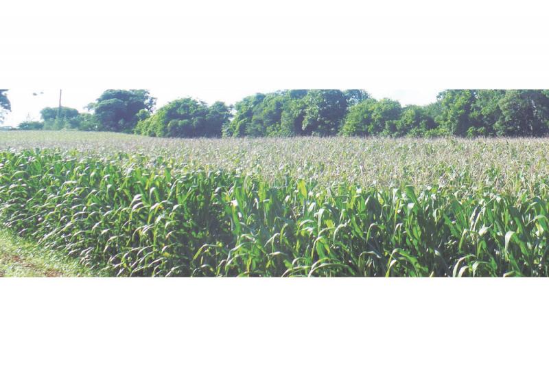 A versátil agricultura campo-larguense