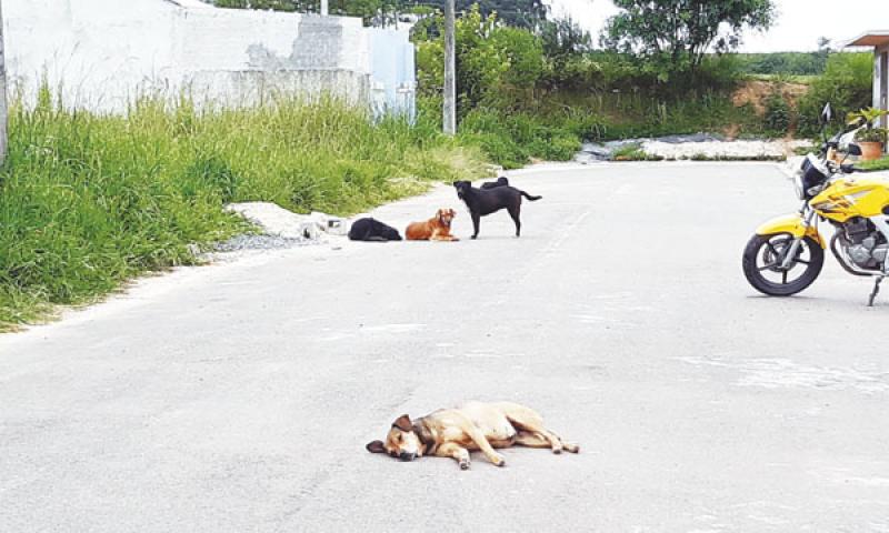 Leitora reclama de cachorros  abandonados no Cristo Rei 