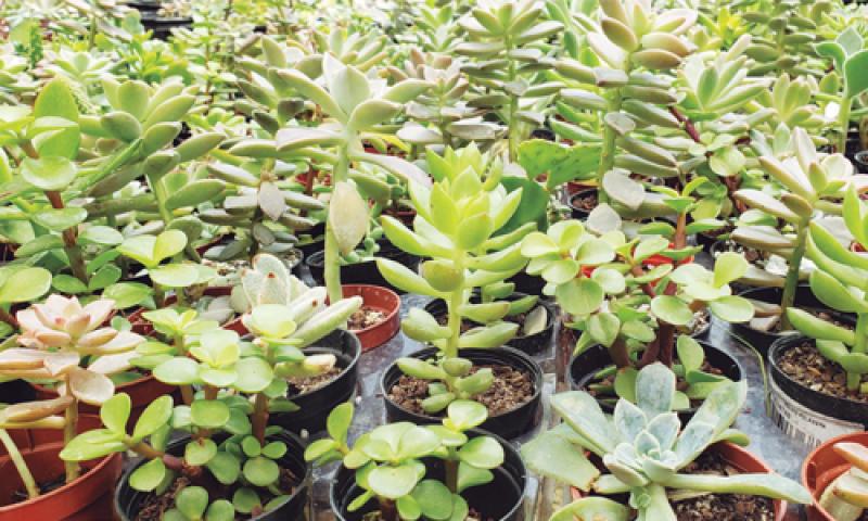 Plantas também sofrem com calor intenso e precisam de cuidados