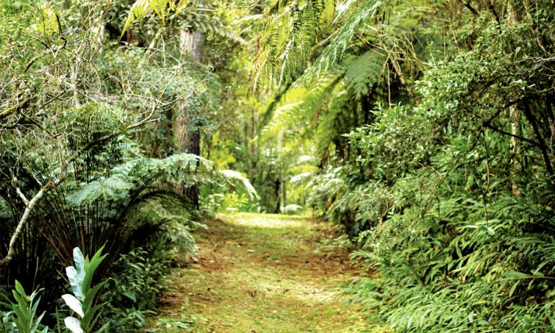 Floresta Nacional do Açungui aberta ao público  Trilhas da Gralha Azul