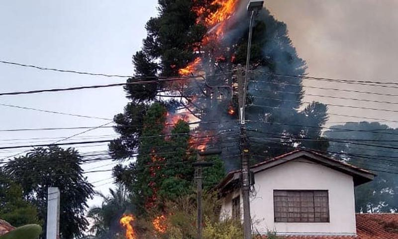 Bombeiros combatem incêndio em pinheiro na região da Pedreira