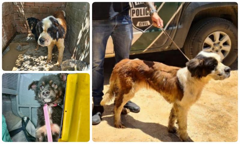 Homem é preso pela Polícia Civil por maus tratos de animais no Jardim Acácias