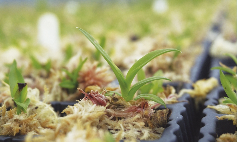 Bioma Plantas produz mudas de qualidade, com vendas online e entrega em todo o país