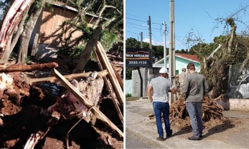 Ventania é responsável pela queda de pelo menos duas árvores