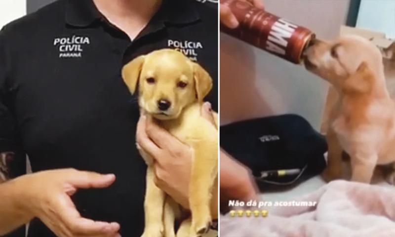 SOS 4 Patas recebe cachorro após donos terem oferecido cerveja a ele