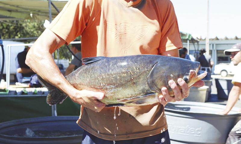 9ª Feira do Peixe Vivo será realizada em Abril