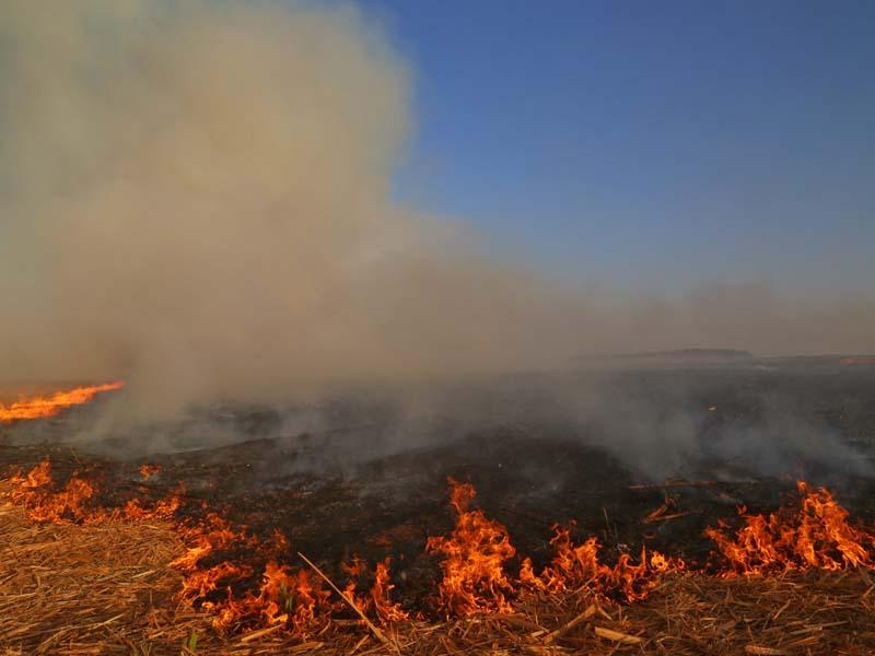 Impacto da seca vai além da falta de água: prejudica agricultura, saúde e agrava riscos de incêndios