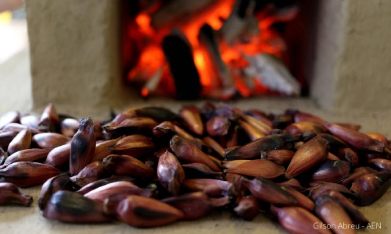 Venda do pinhão é liberada a partir desta quinta-feira (01)