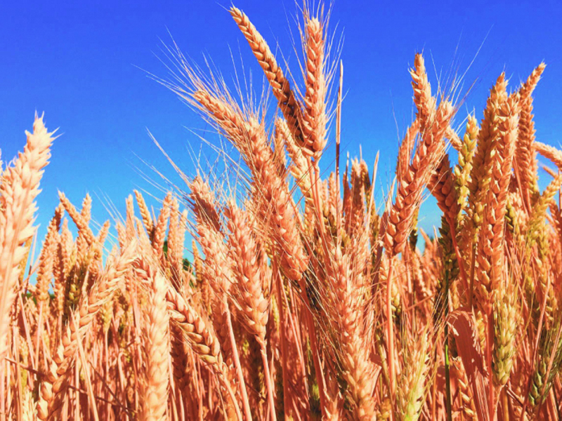 Aumento no preço do trigo no Paraná pode impactar valores de produtos derivados