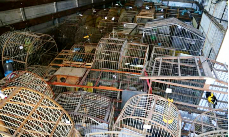 Ações civis públicas contra 12 pessoas por captura e comercialização ilegal de aves silvestres